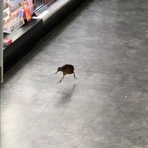 Meet your Posher, Griffen